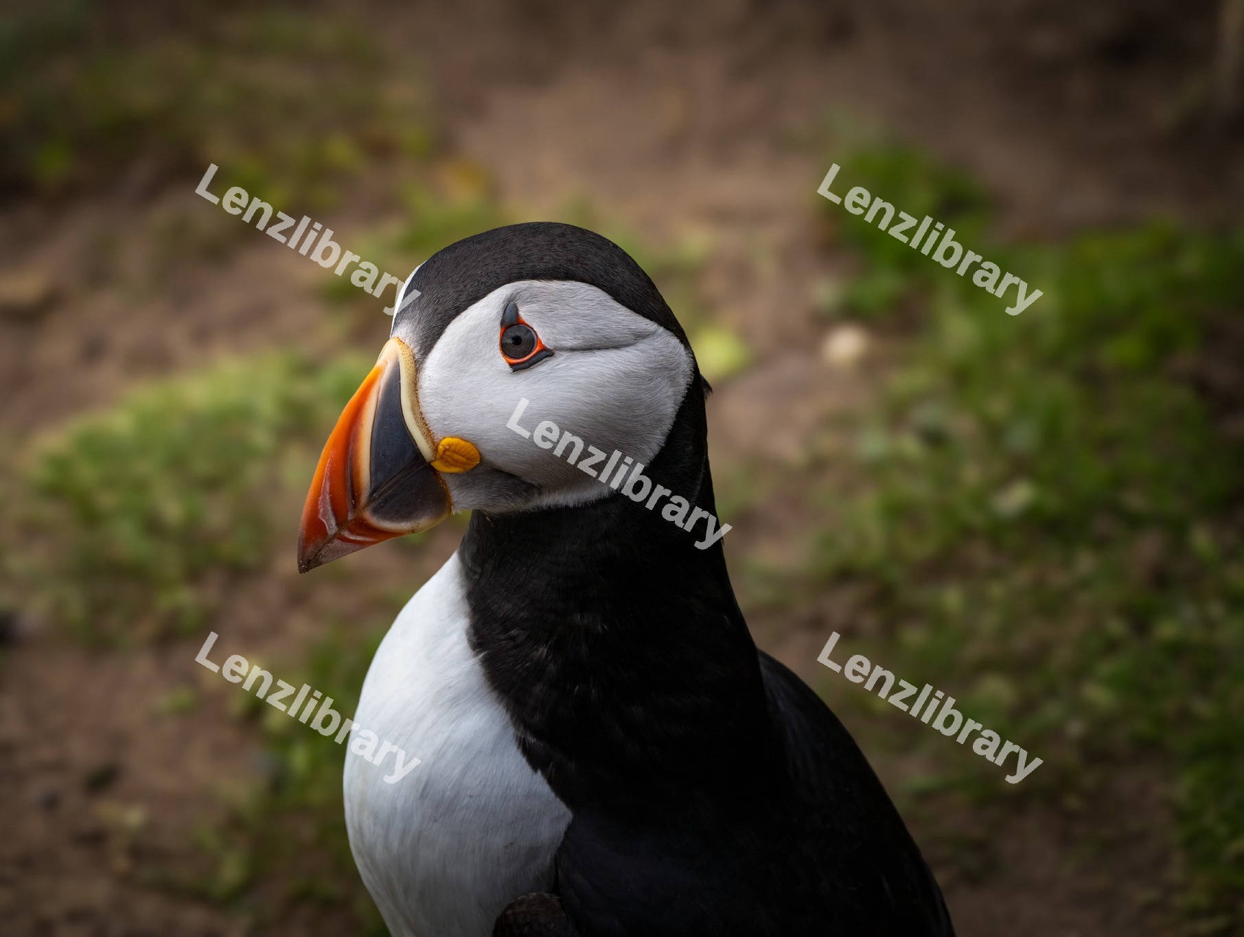 Closeup shot of a Puffin Bird